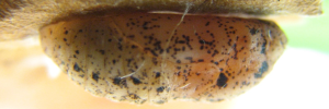 Pupae Side of Royal Jewel - Hypochrysops polycletus rovena